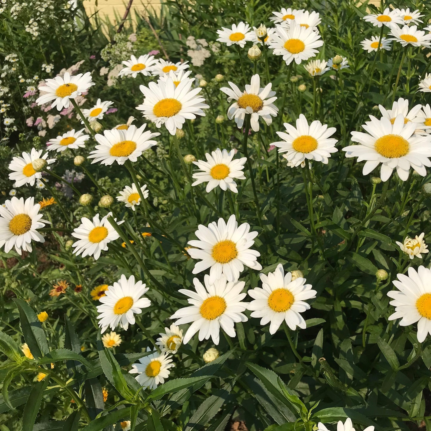 Daisies