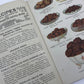 Chocolate and Cocoa Recipes Cookbooklet, Walter Baker & Co. 1912